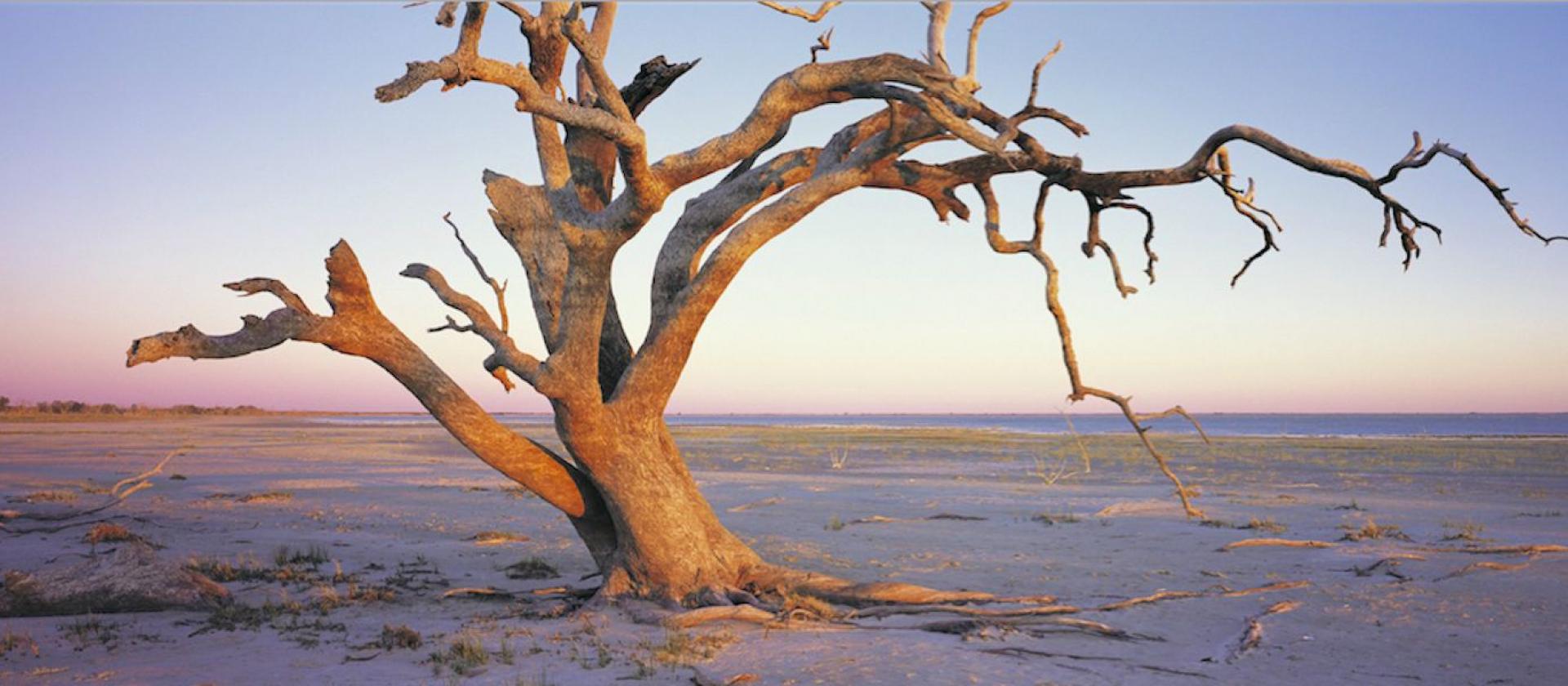 Twisted Tree, Menindee Lakes near Broken Hill