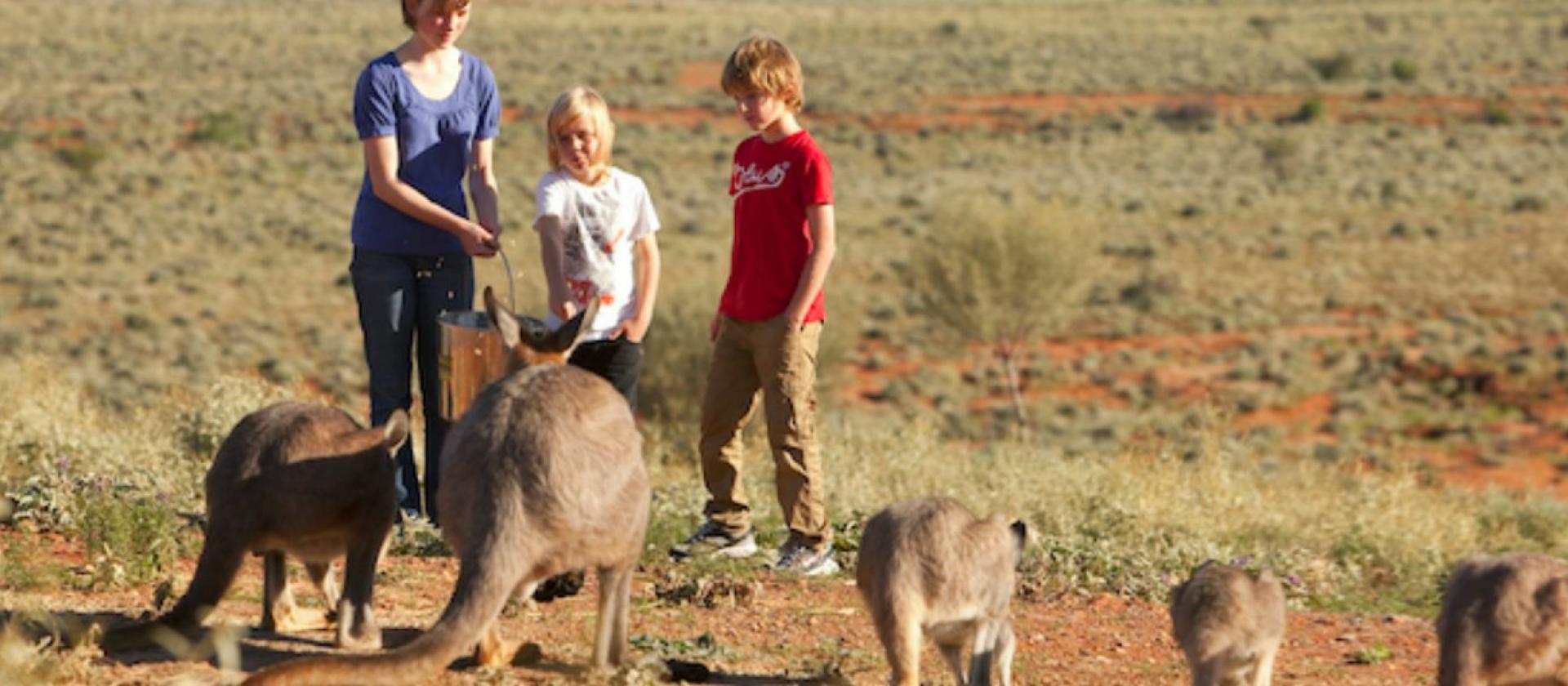 Visitors with kangaroos at Living Desert Sanctuary Broken Hill